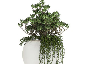 collection of decorative plants in white flowerpots 817 3D Model