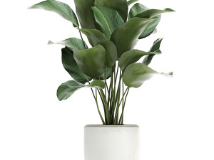 collection of decorative plants in white flowerpots 817 3D 模型