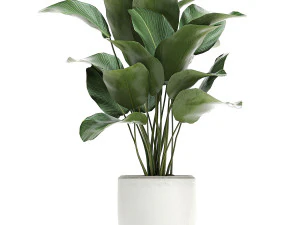 collection of decorative plants in white flowerpots 817 3D Model
