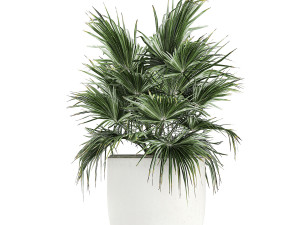 collection of decorative plants in white flowerpots 817 3D 模型