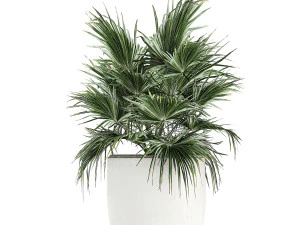 collection of decorative plants in white flowerpots 817 3D Model