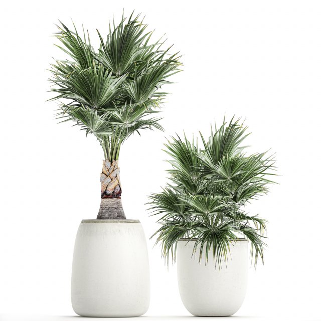 decorative palm in a white flowerpot 818 3D-Modell .c4d .max .obj .3ds .fbx .stl .blend 