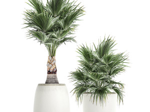 decorative palm in a white flowerpot 818 3D Model