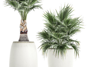 decorative palm in a white flowerpot 818 3D-Modell
