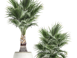 decorative palm in a white flowerpot 818 3D-Modell