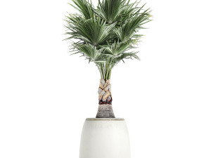 decorative palm in a white flowerpot 818 3D-Modell