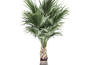 decorative palm in a white flowerpot 818 3D-Modell