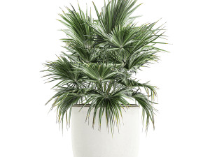 decorative palm in a white flowerpot 818 3D-Modell