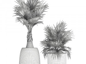decorative palm in a white flowerpot 818 3D-Modell