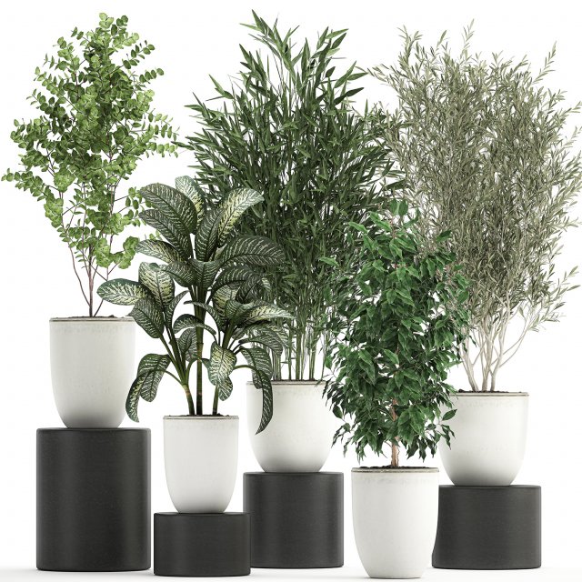 collection of decorative trees in white flowerpots 819 3D Модель .c4d .max .obj .3ds .fbx .stl .blend 