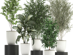collection of decorative trees in white flowerpots 819 3D Model