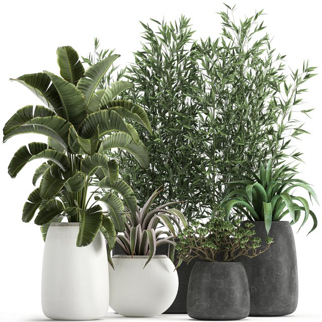 collection of decorative plants in flowerpots 820 3D Model .c4d .max .obj .3ds .fbx .stl .blend 