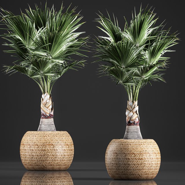 decorative palm in a basket 821 3D Model .c4d .max .obj .3ds .fbx .stl .blend 