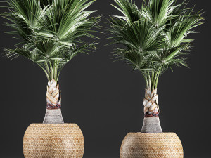 decorative palm in a basket 821 3D Model