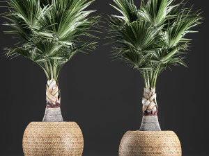 decoratieve palm in mand 821 3D Model