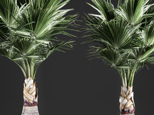 decorative palm in a basket 821 3D Model