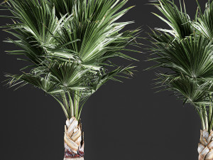 decorative palm in a basket 821 3D Model
