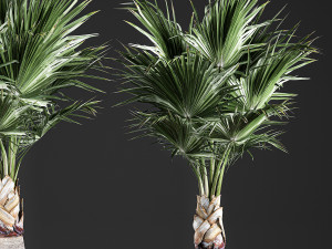 decorative palm in a basket 821 3D Model