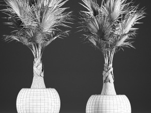 decorative palm in a basket 821 3D Model