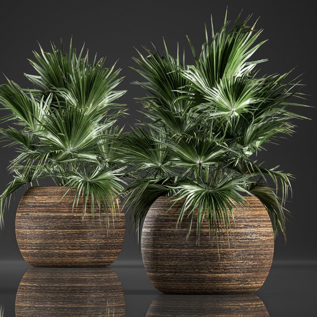 decorative palm in a basket 822 Modelo 3D .c4d .max .obj .3ds .fbx .stl .blend 