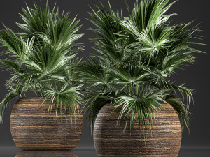 decorative palm in a basket 822 3D Model