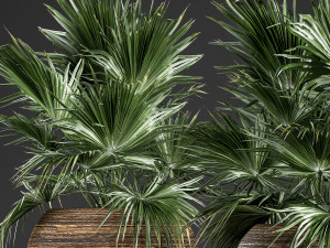 decorative palm in a basket 822 Modelo 3D