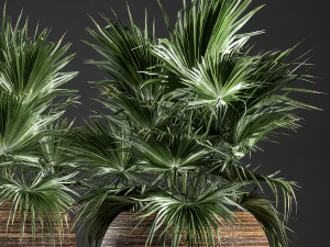 decorative palm in a basket 822 Modelo 3D
