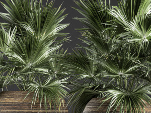 decorative palm in a basket 822 Modelo 3D