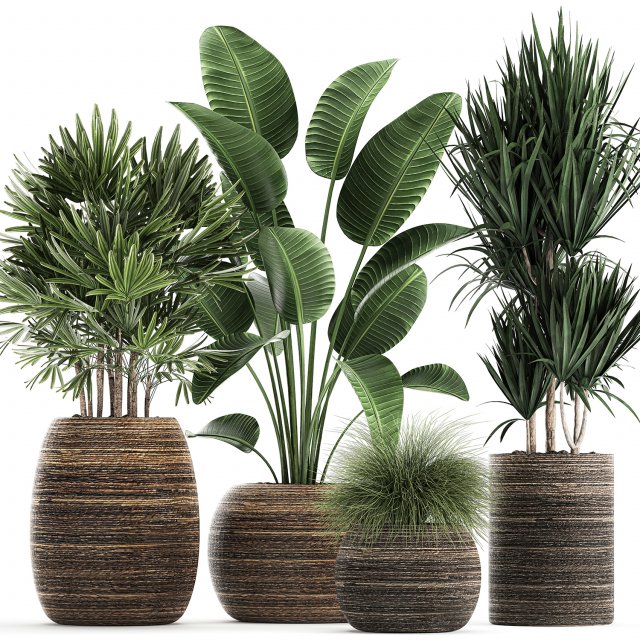 decorative plants in a basket 823 Modelo 3D .c4d .max .obj .3ds .fbx .stl .blend 