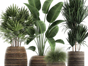 декоративные растения в корзине 823 3D Модель