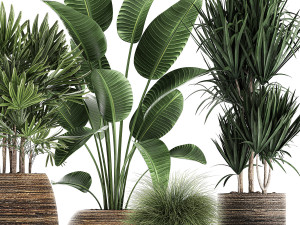 decorative plants in a basket 823 Modelo 3D