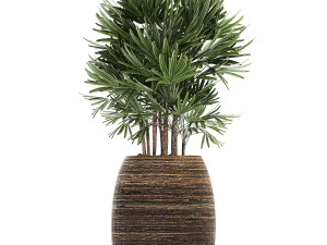 decorative plants in a basket 823 Modelo 3D
