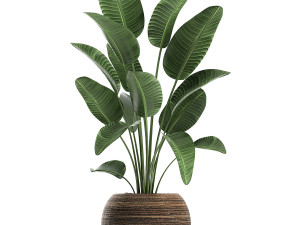 decorative plants in a basket 823 Modelo 3D