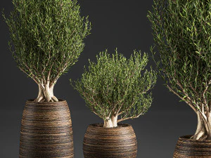 decoratieve bomen in mand 824 3D Model