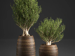 decorative trees in a basket 824 3D Model