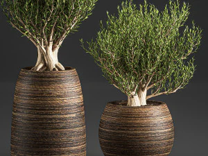 decorative trees in a basket 824 3D Model