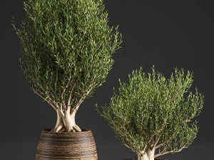 decorative trees in a basket 824 3D Model