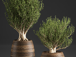 decorative trees in a basket 824 Modèle 3D