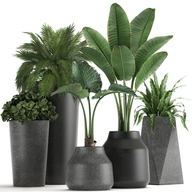 collection of decorative plants in flowerpots 825 3D Модель .c4d .max .obj .3ds .fbx .stl .blend 