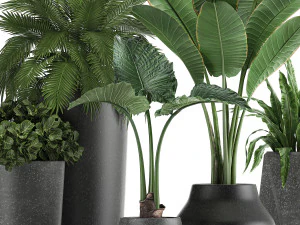 collection of decorative plants in flowerpots 825 3D Model