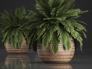 decorative palm in a basket 826 3D Model