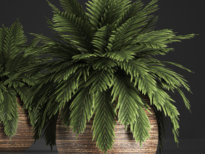 decorative palm in a basket 826 3D 모델