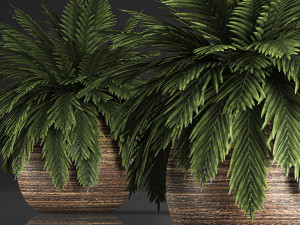 decorative palm in a basket 826 3D 모델