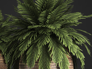 decorative palm in a basket 826 3D 모델