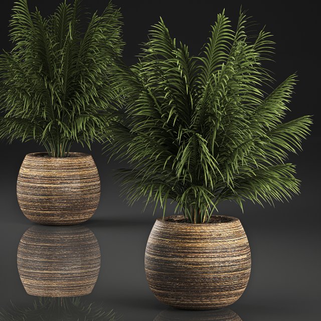 decorative palm in a basket 827 3D Модель .c4d .max .obj .3ds .fbx .stl .blend 