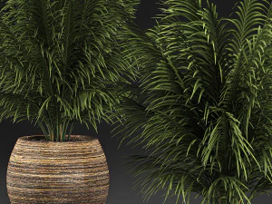 decorative palm in a basket 827 3D Model