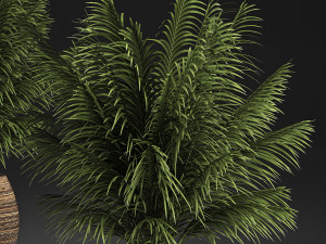 decorative palm in a basket 827 3D Модель