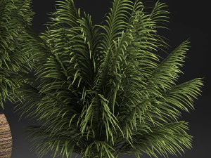 decorative palm in a basket 827 3D Model