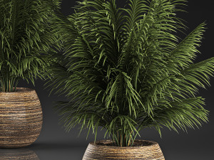 decorative palm in a basket 827 3D Модель