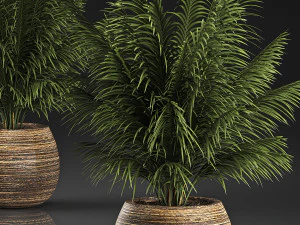 decorative palm in a basket 827 3D Model